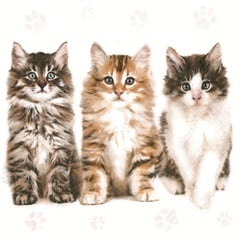 Salvete za dekupaž Three Beautiful Cats - 1 kom